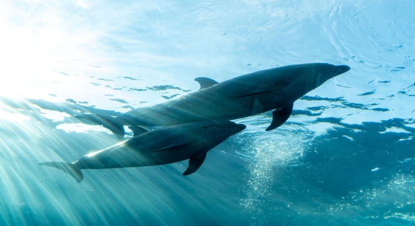 Hatalmas veszélyben vannak a delfinek és a bálnák, egyelőre nincs megoldás