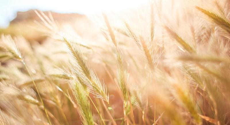 Az árak emelkedése húzta fel a mezőgazdaság kibocsátási értékét 2025-ben