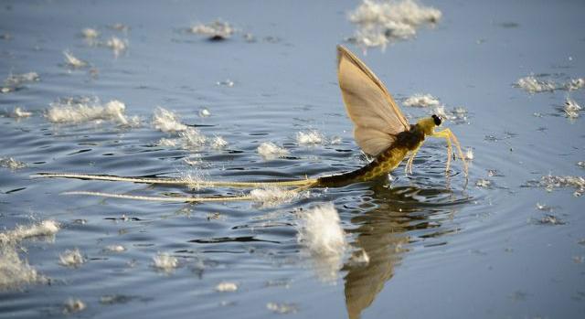 Ezeknek a hím lényeknek párválasztásra specializálódott a szemük