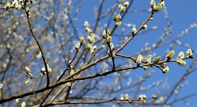 Az Év fája 2025 - A kecskefűz lett az Év Fája