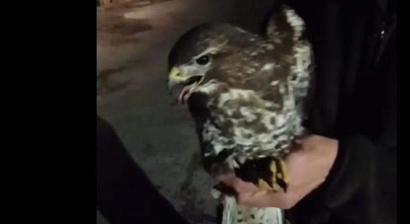 Sérült egerészölyv az autópályán, így mentették meg a madarat a rendőrök – videó