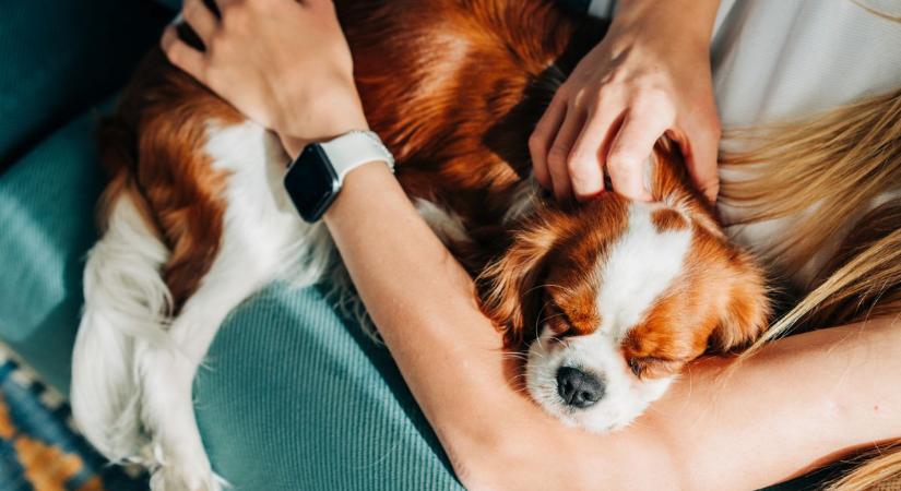 Kiderült: különleges genetikai kapcsolat köt össze minket ezzel a népszerű kutyafajtával