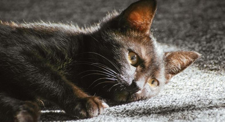 Kiégett egy szigetvári lakás, csak a cica volt bent – tűzoltók mentették meg az életét