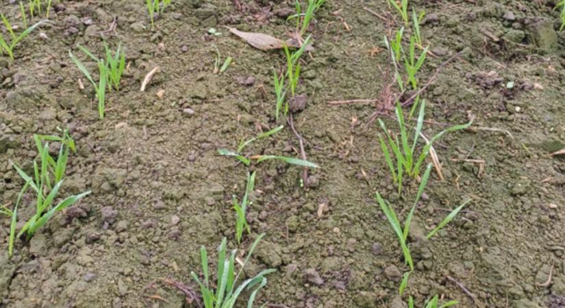 A repce már erős, a kalászosok erősödnek – időjárási körkép december elején