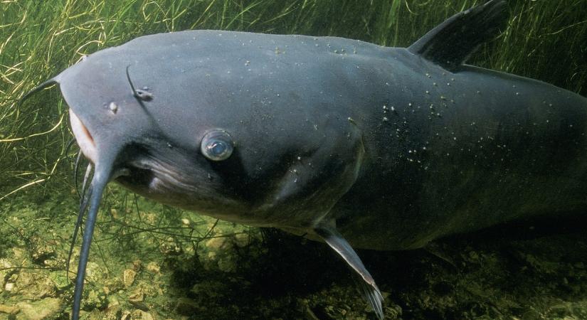 1,5 évet is kaphat, aki így horgászik, főleg, ha a halőrt is bántalmazza