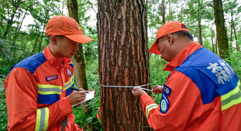 Annyi fát ültettek Kínában, hogy teljesen megváltozott az ország vízkörforgása