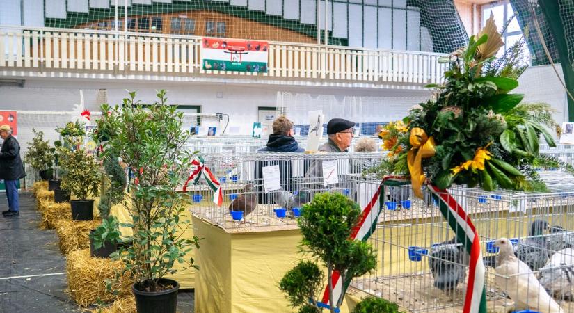 Most nem a sporté, hanem a tollas különlegességeké volt a főszerep a sportcsarnokban (galéria)