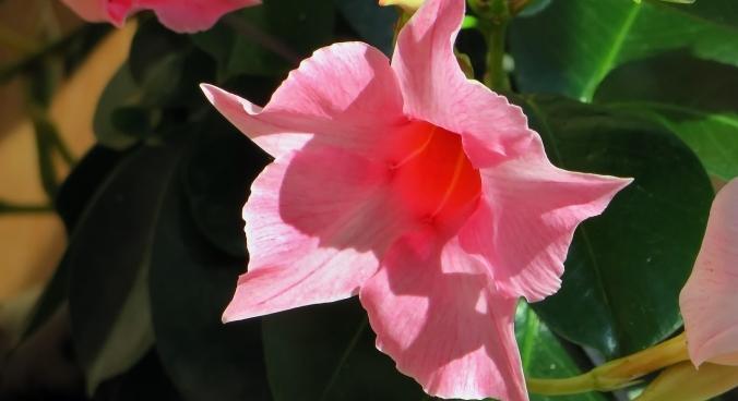 Tölcsérjázmin teleltetése: a leggyakoribb hibák, amelyek tavaszra biztos pusztulást okoznak