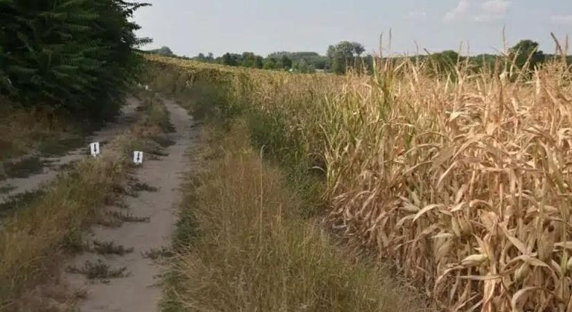 Üzent a megölt csecsemő édesapja a gyanúsítottnak