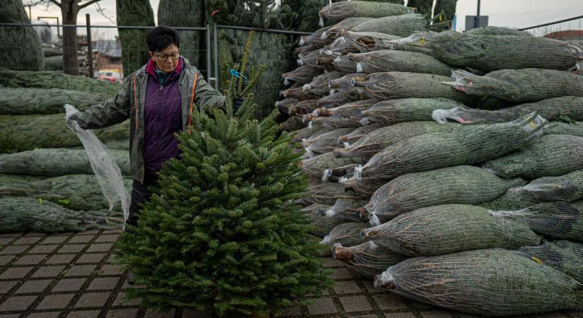Elszálltak a karácsonyfa árak: ennyire drága még soha nem volt a fenyő (videó)