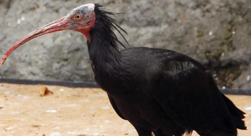 Budán garázdálkodik az állatkertből megszökött madár, a lakosság segítségét kérik