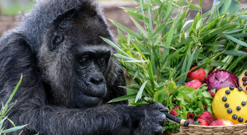Hihetetlen, de igaz: megfejtették a gorillák nyelvét