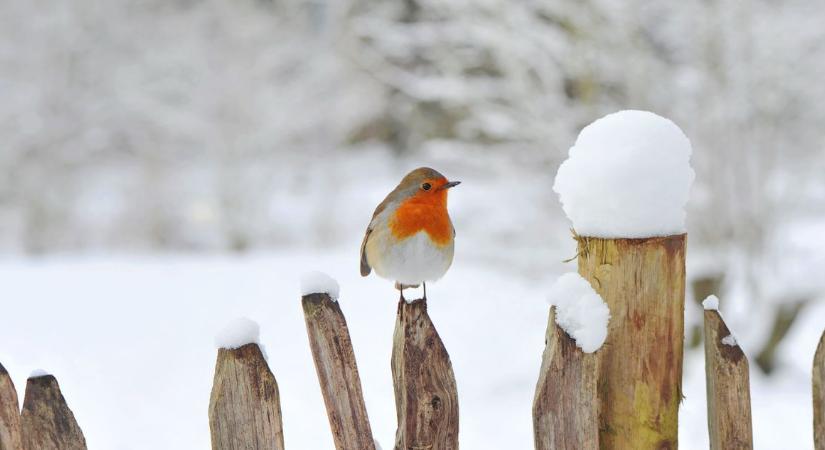 Téli madáretetés: mit adjunk, és mit kerüljünk?