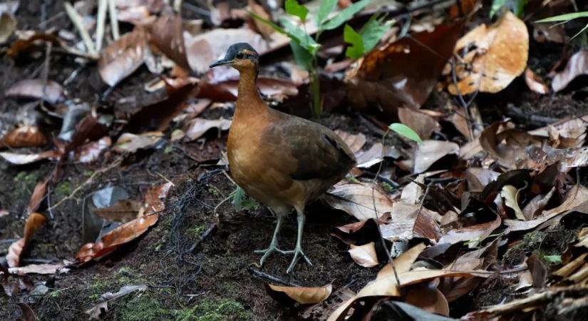 Furcsa új fajt találtak, amely egyáltalán nem fél az embertől