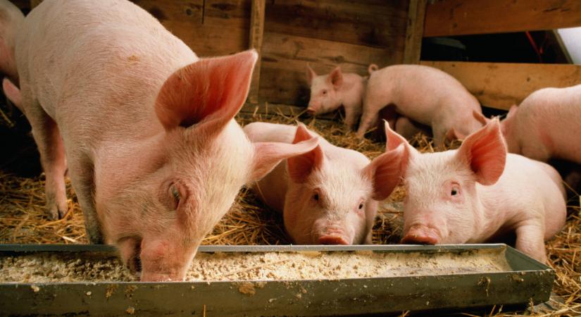 Szándékosan vihették a fertőzött disznót a telepre: lezárták a területet