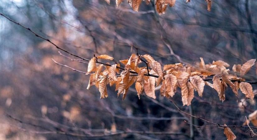 Hűvös, szürke idő vár Szegedre holnap: mutatjuk a részleteket
