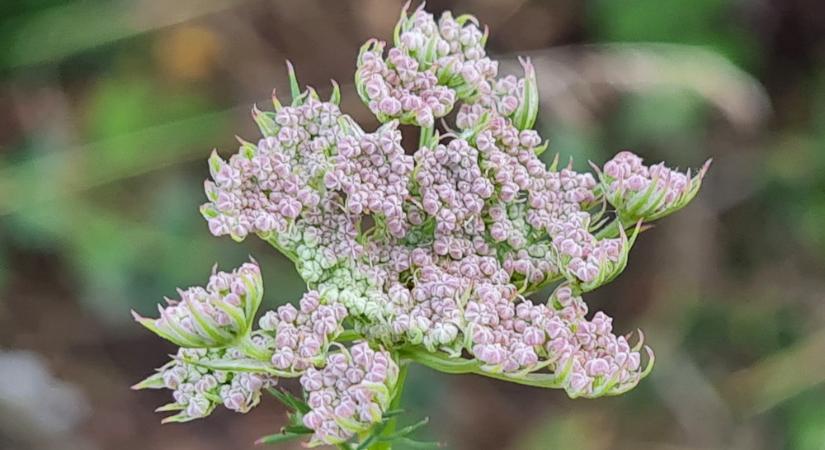 Homoki gurgolya, ami akkor bontja virágernyőjét, amikor a többiek már elhervadtak