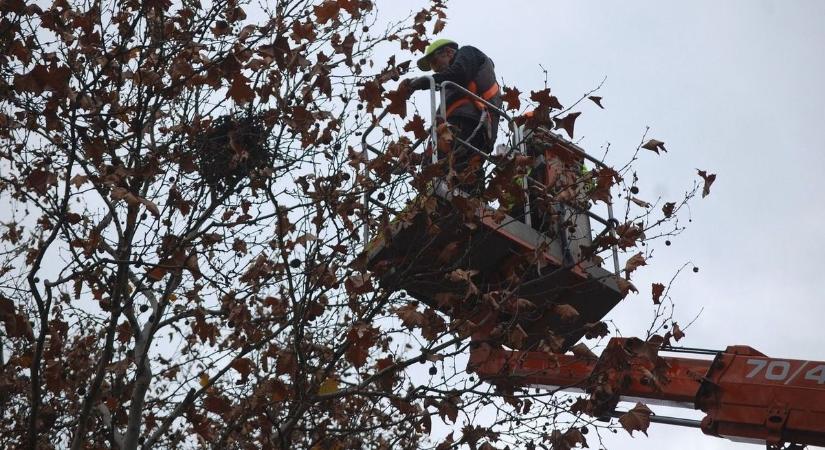 Eltávolították a varjúfészkeket a főutca platánfáiról – fotók, videó
