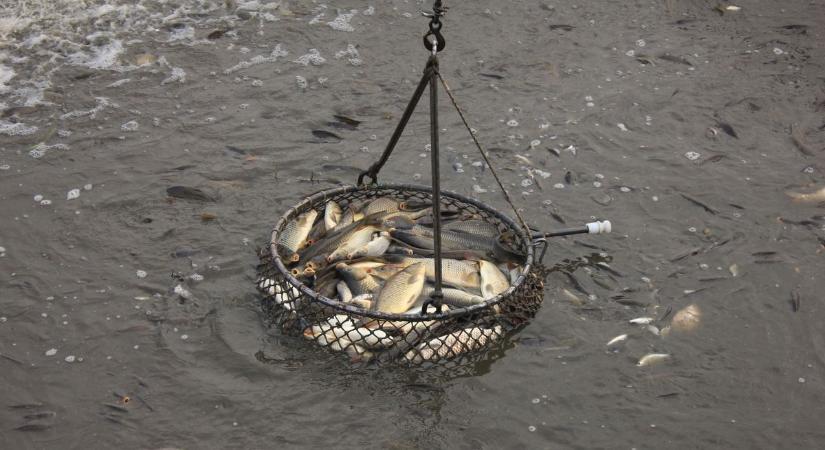 Hol vehetünk minőségi halat? Térképen mutatjuk!