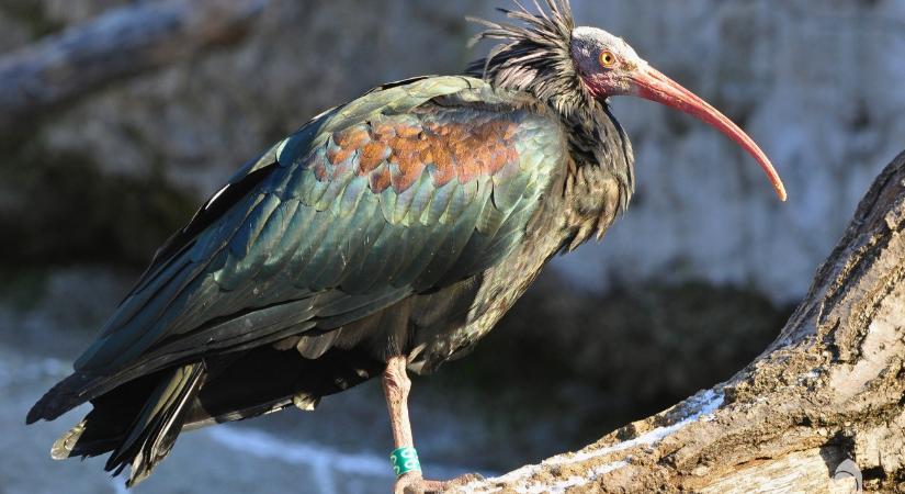 Ládacsapda a megoldás, de nem tudni, hová kellene tenni – új információk a Budapesten kóborló vadállatról