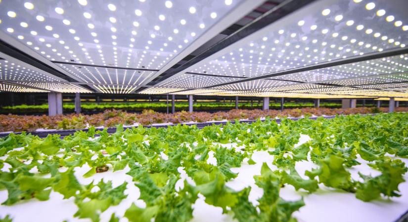 Így spórolnak az energiaköltségeken a profi termelők: sokan lépik ezt meg