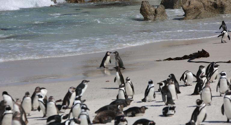 Tömegesen pusztulnak el az afrikai pingvinek, a becslések szerint hét év alatt 62 000 példány halt meg