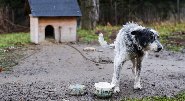 Somogyszentpál fideszes polgármestere bevezeti az ebadót