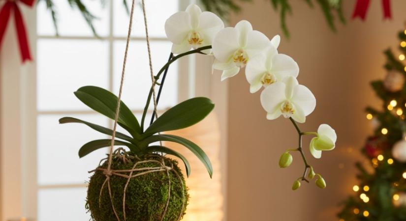 Az idei karácsony legkülönlegesebb élő dekorja – amibe minden vendég beleszeret