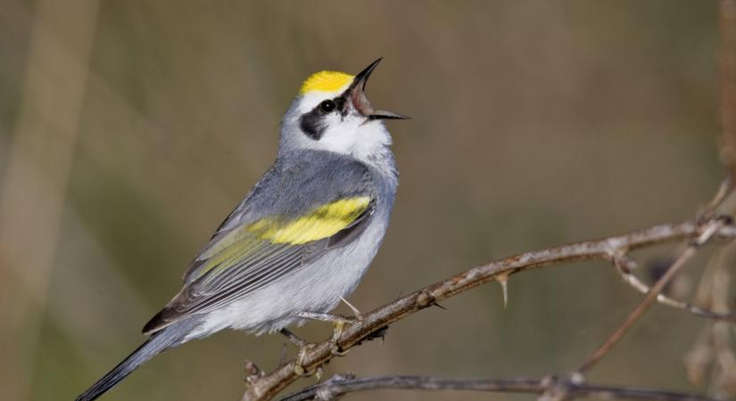 Európa madarai menekülnek: évente fél métert "másznak" feljebb a hegyekben