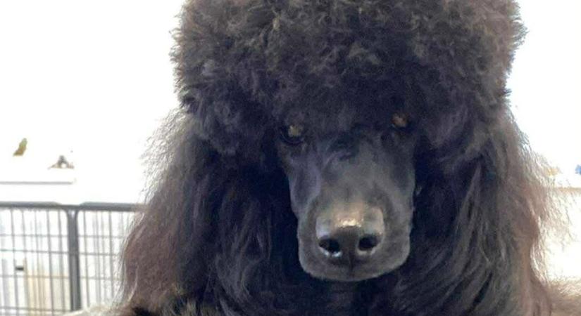 Egy hónapja veszett el Zalaegerszegről ez a gyönyörű kutya - jutalmat kap, aki segít megtalálni!