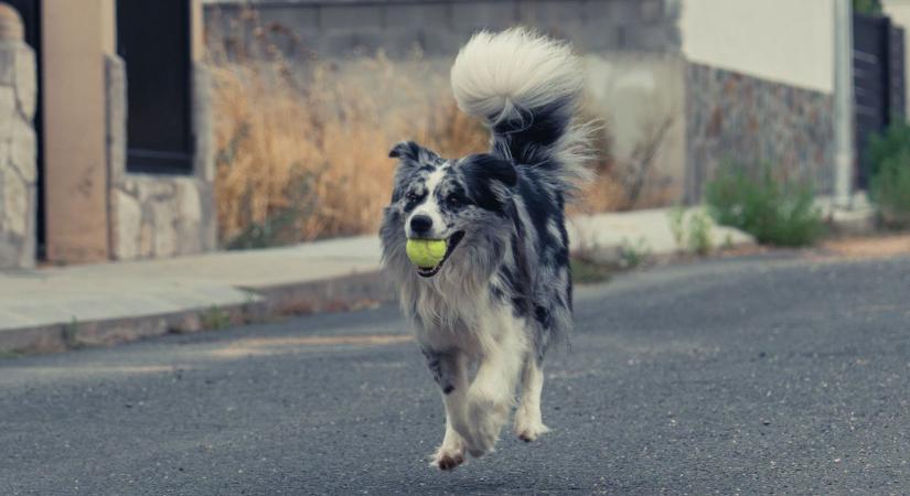 Függő a kutyád? A labda lehet a titkos „drogja”!