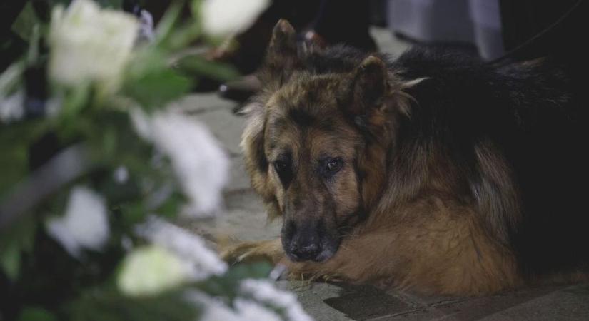 Kutyája is tudta mi történik: végső búcsút vettek Lehoczki Lászlótól
