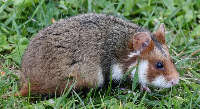 Borzasztóan elszaporodott ez a rágcsáló Hevesben