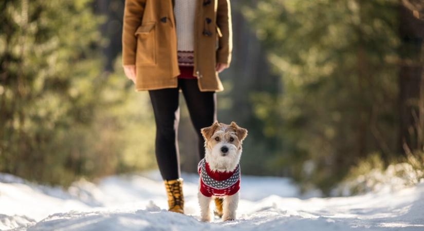 Így öltöztesd a kutyádat télen, hogy ne fázzon!