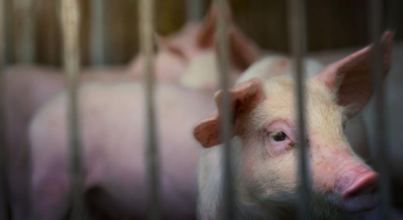 Laboratóriumból szabadulhatott el a sertéspestis Spanyolországban