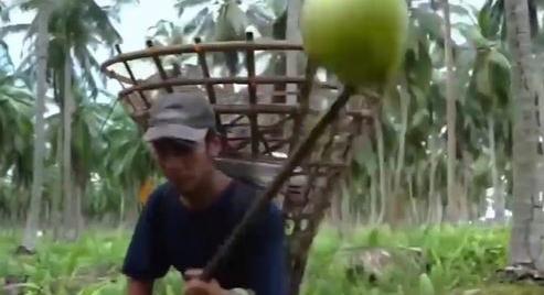 Kókuszfarm to table – A nap videója