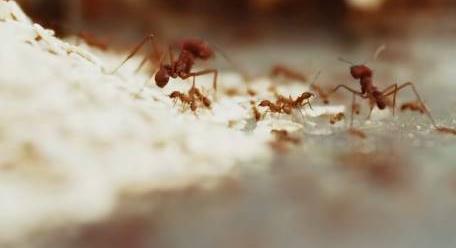 Szokatlan gasztrokaland: így készül a hangyás joghurt VIDEÓ