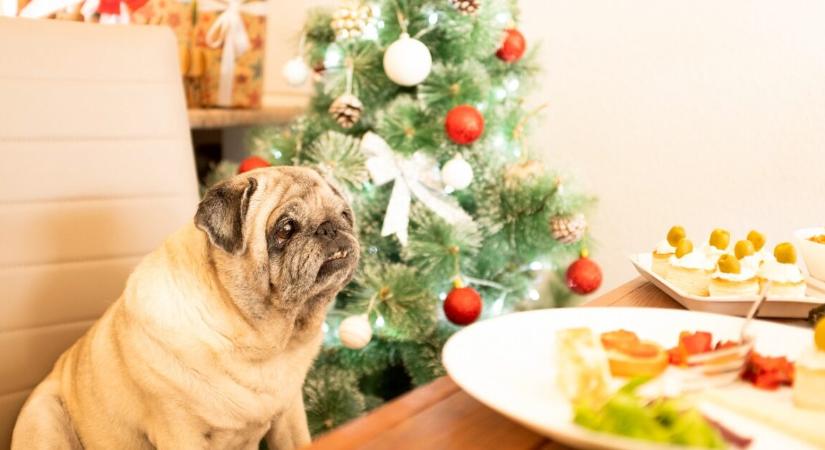 Kitiltották az ünnepi vacsoráról a kutyákat, amiből nagy botrány lett