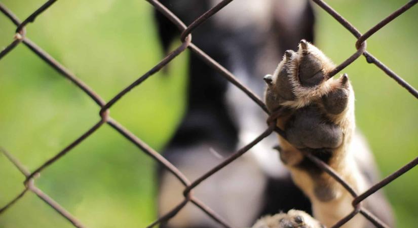 Megmérgezte szomszédja kutyáit egy szentesi férfi, nem is sejtette, hogy végig figyelik