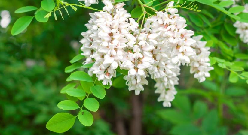 Akácvirág: gyógyír a gyomornak és a léleknek