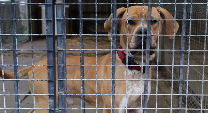 A fürdőszobájukban vagy akár az autójukban is menedéket adnak a kutyáknak – fotók, videó