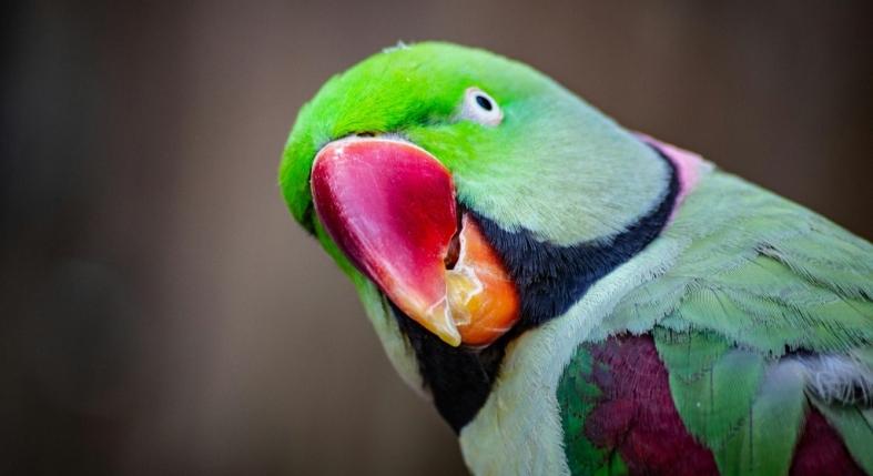 5 beszélő papagáj, amik mellett egyetlen nap sem lesz unalmas