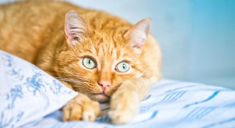 60 év után megfejtették a vörös macskák rejtélyét