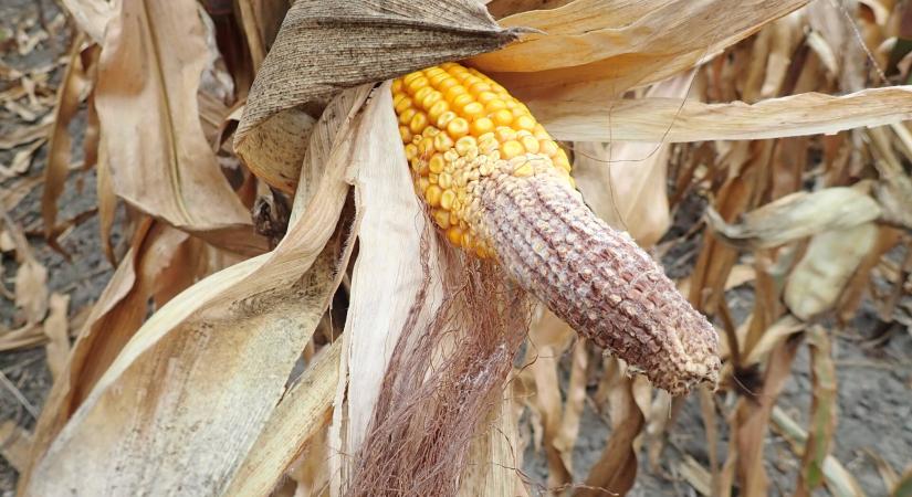 Téli károsítók: így pusztítják a termést