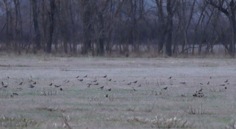 Furcsa zaj ébresztette a Maros-partját: különös jövevények lepték el az ártéri erdőt