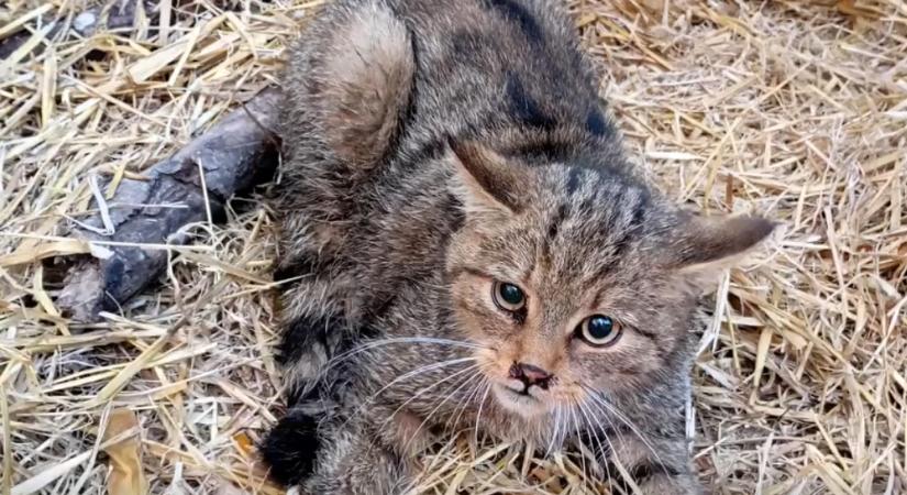 Egy vadmacska, aki nem maradt sokáig