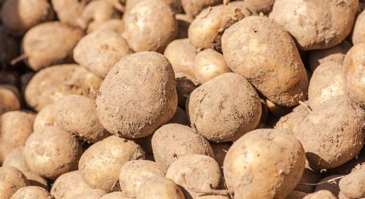 Ukrajnában is óriási burgonyatermést takarítanak be