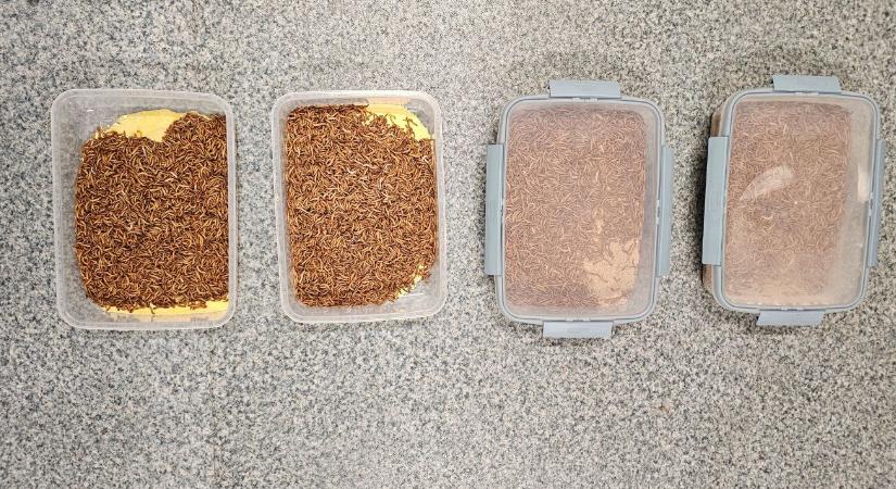 Mikotoxinnal szennyezett kukorica hasznosítására találtak megoldást a MATE kutatói