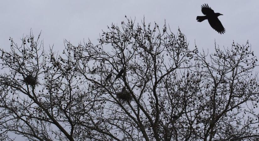 Uránváros fejlődésnek indult, a varjakkal viszont még mindig sok a gond!
