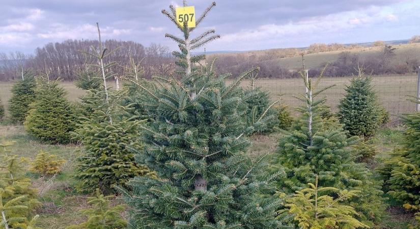 Minden, amit a karácsonyfákról tudni kell – árak, fajták, tippek